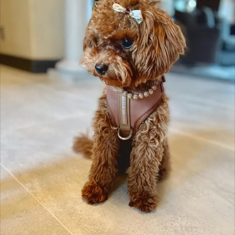 PETsRUS Premium No Pull Dog Harness 2 Leash Clip Bronze Leather Brown Neoprene